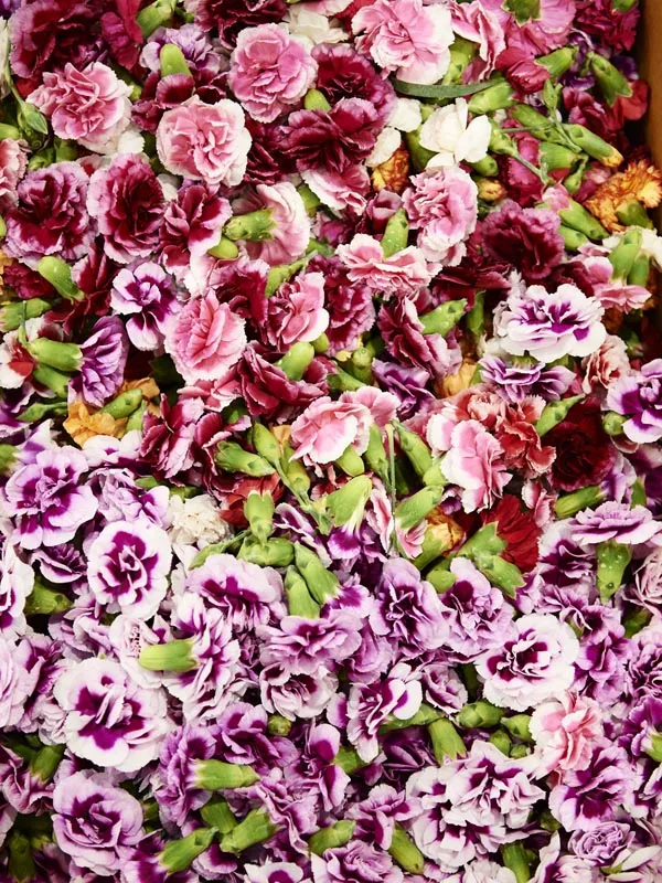 CeciliaFox-flowersCU.jpg