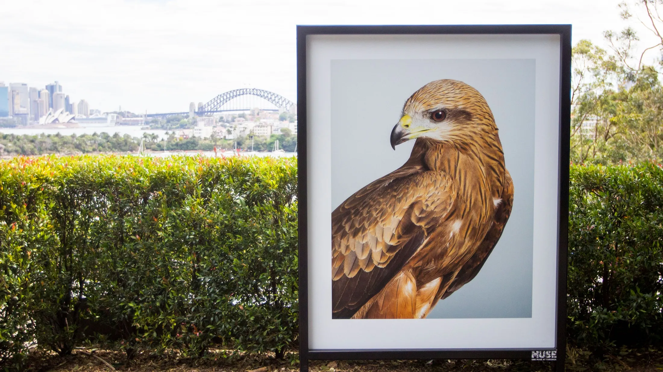 Leila-Jeffreys-QBE-MUSE-Taronga-Zoo-Exhibition-4.jpg