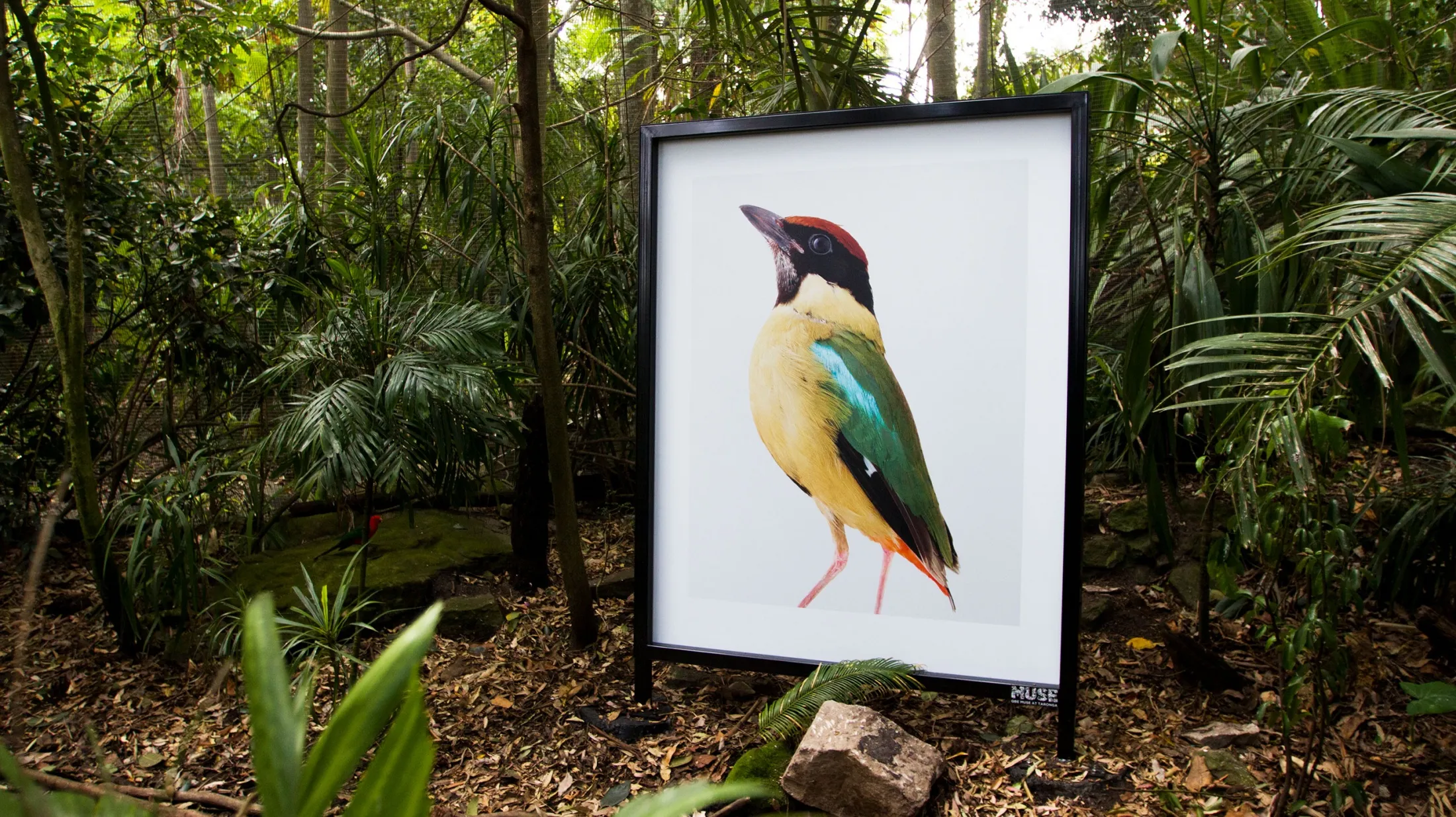 Leila-Jeffreys-QBE-MUSE-Taronga-Zoo-Exhibition-7.jpg