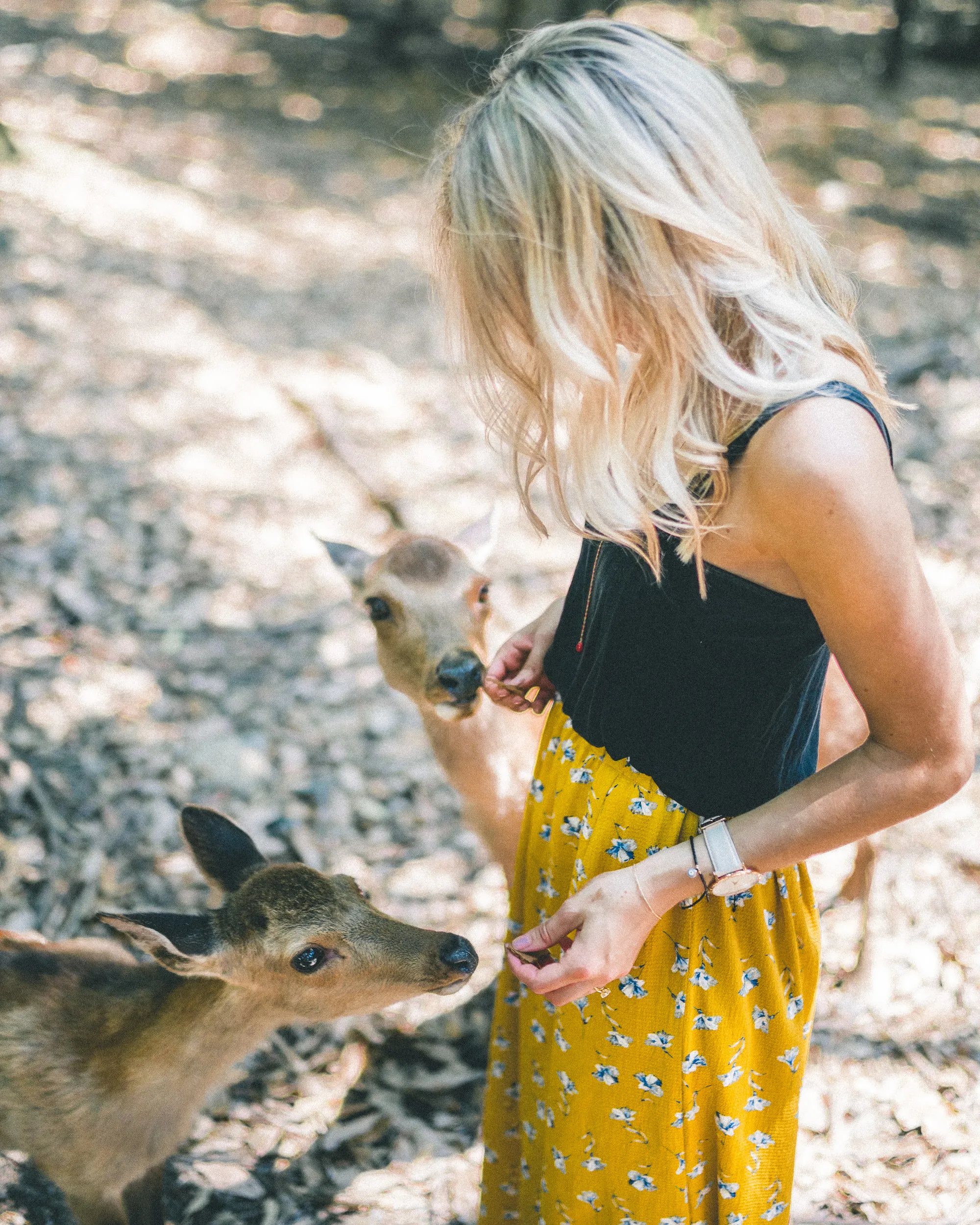Nara-Deer-Park-day-trip-from-Kyoto-Japan.jpg