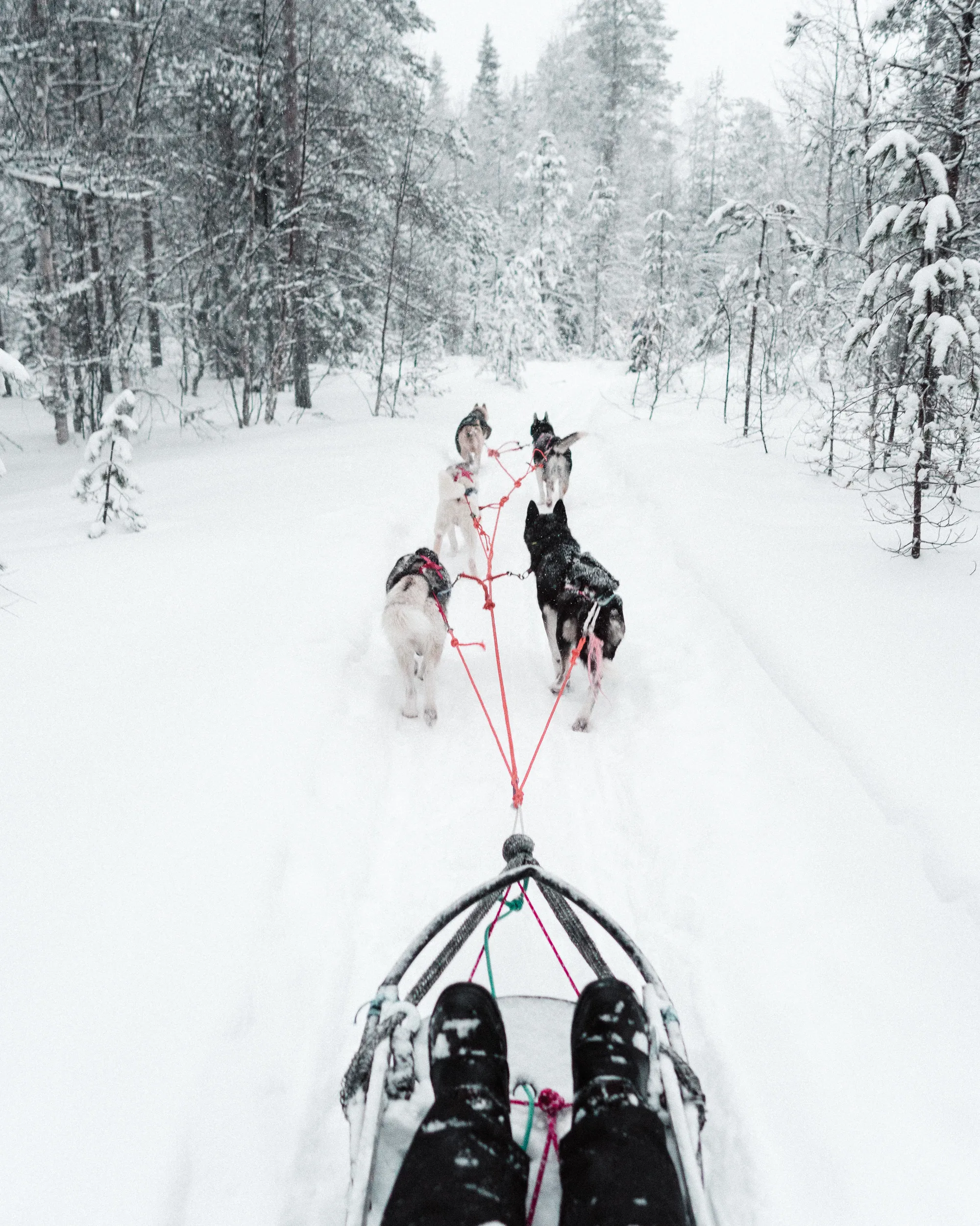 dog-sledding-husky-safari-in-lapland-finland.jpg
