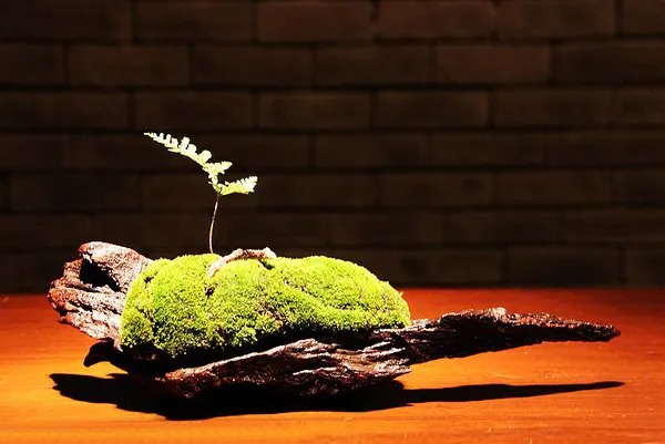 eca2cbef654f8350_640_0.jpg