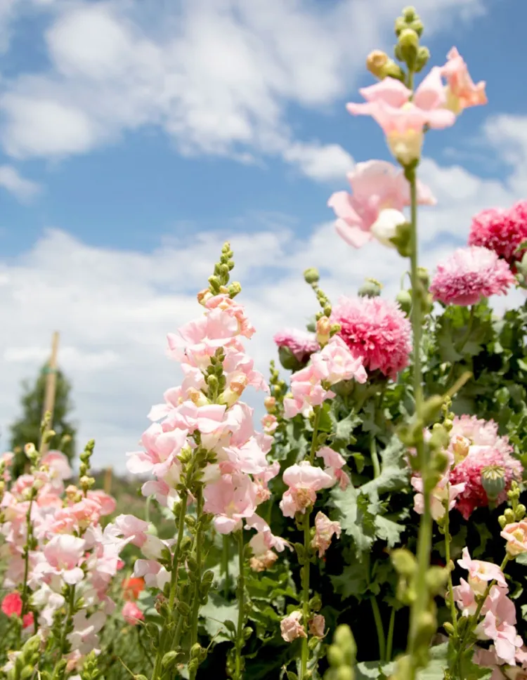 ulifeel_flover-15.jpg