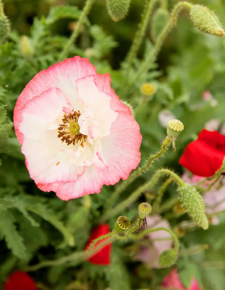 ulifeel_flover-3.jpg