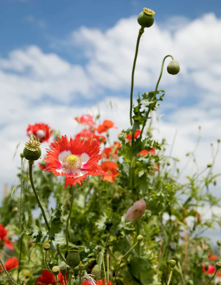 ulifeel_flover-4.jpg