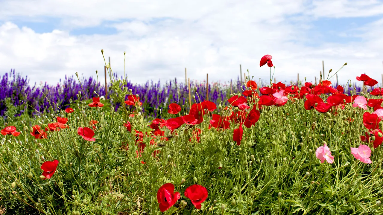 ulifeel_flover-5.jpg