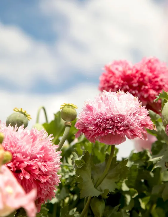 ulifeel_flover-7.jpg